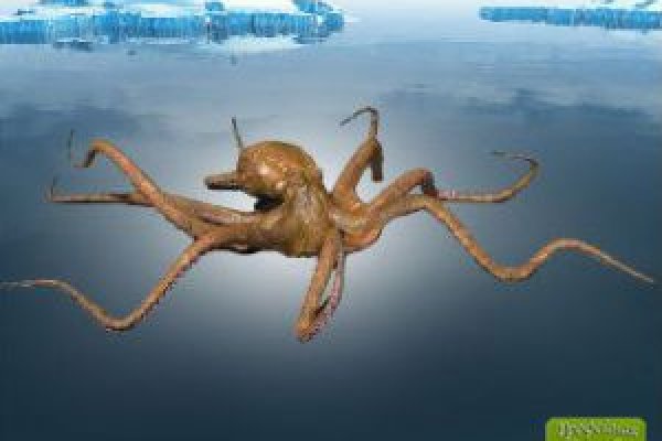 Зеркала кракен kraken014 com kraken014 com